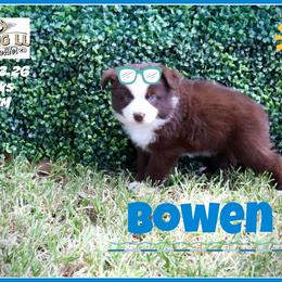 Bowen - Red tri male Miniature Australian Shepherd puppy in Madisonville, Texas from Flying LL Aussies