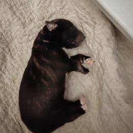 Boy 1 - male Native American Indian Dog puppy in Granby, Colorado from Turtle Island NAIDs