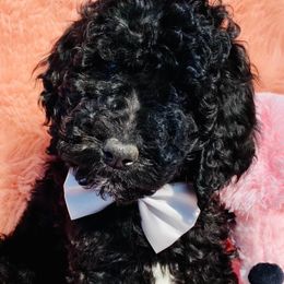 Poodles from French Broad Farms