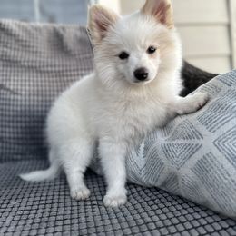 Gray collar - White male Pomeranian puppy in Meridian, Idaho from Idaho_poms