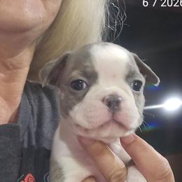 Princess BubbleGum Girl 3 (5th born) - Blue female Boston Terrier puppy in Versailles, Indiana from Benhams Bostons