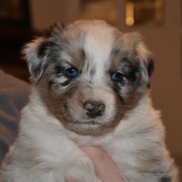 Sleep - Blue merle male Australian Shepherd puppy in Altmar, New York from E&C Australian Shepherds