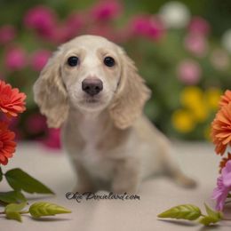 Sarah - Cream female Dachshund puppy in Oklahoma City, Oklahoma from OkieDoxieland Dachshunds