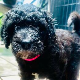HONOR - Black and white female Sheepadoodle puppy in Buffalo, Minnesota from Fur-ever Doodles