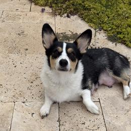 Fergi - Pembroke Welsh Corgi