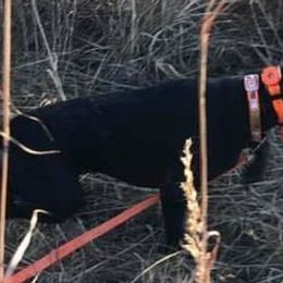 German Shorthaired Pointers from GSP Farms
