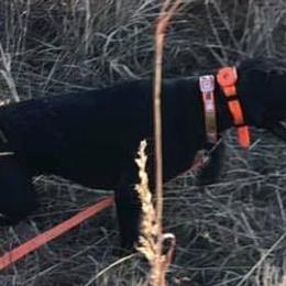 German Shorthaired Pointers from GSP Farms
