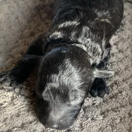 Moose - Black male Goldendoodle puppy in Haddam, Kansas from Golden B Acres