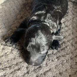 Moose - Black male Goldendoodle puppy in Haddam, Kansas from Golden B Acres