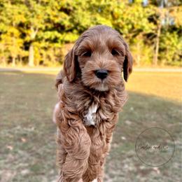 Petite Male - Brooks - Red  male Goldendoodle puppy in Madisonville, Kentucky from Carlie and Co. Goldendoodles