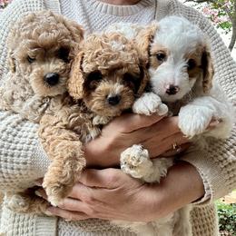 Cavapoochon puppies from PitterPatterPuppiesNJ