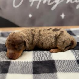 Bella - Dapple female Dachshund puppy in Colbert, Oklahoma from Brooke Crenshaw