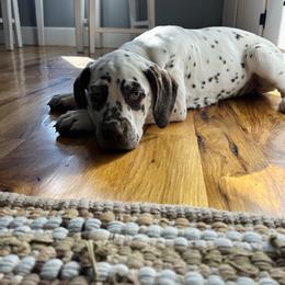 Liver White Female - White and liver brown female Dalmatian puppy in Fayette, Missouri from Lazy B Bassets and Dalmatians