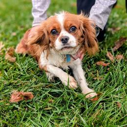 Cavalier King Charles Spaniel and Cavapoo Puppies from Jodi's Cavalier King Charles Spaniels and Cavapoos