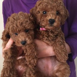 Poodles from Poodle Angel