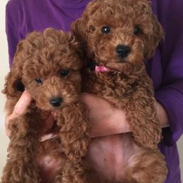 Poodles from Poodle Angel