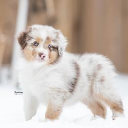 Shine - Red merle female Australian Shepherd puppy in Woodford, Virginia from Skyborne Australian Shepherds