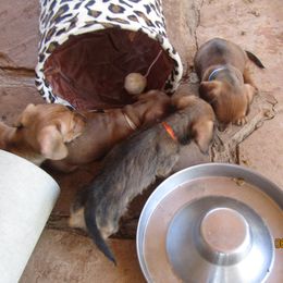 Dachshund Puppies from Rondo's Wirehairs