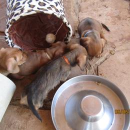 Dachshund Puppies from Rondo's Wirehairs