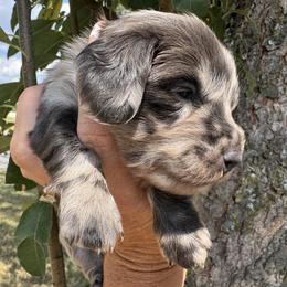 Indigo - Dapple male Dachshund puppy in Bentonville, Arkansas from Boujee Buns Dachshunds