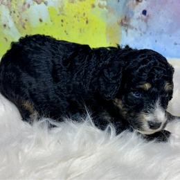 Sabrina - female Australian Mountain Doodle puppy in Blue Springs, Missouri from Jeanie’s Doodles
