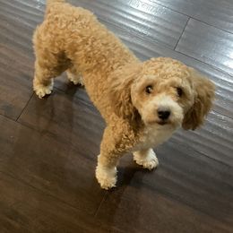 Cavapoos and Poodles from Cuddly Cavapoos Texas