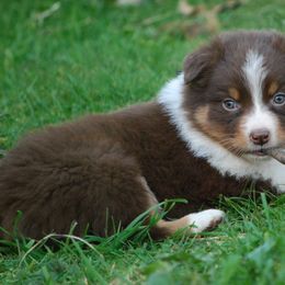 Australian Shepherd Puppies from Laurelhills Farm