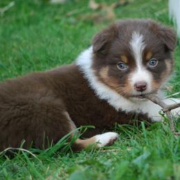 Australian Shepherd Puppies from Laurelhills Farm