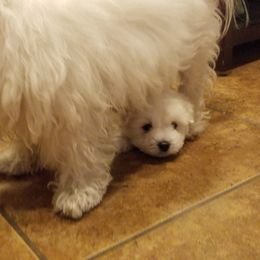 Coton de Tulear Puppies from Classy Cotons