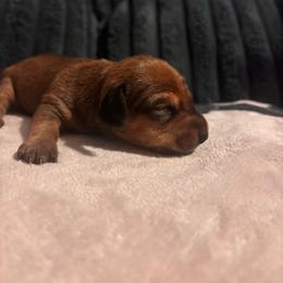 Mia - Sable female Dachshund puppy in Converse, Texas from JP's South Texas Dachshunds