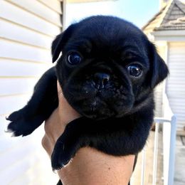 Pugs from The Pug Realm