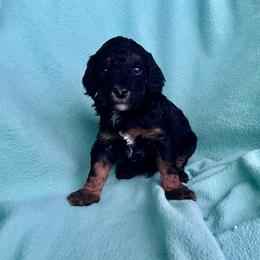 Nugget - Phantom male Goldendoodle puppy in Crawford, Mississippi from Magnolia State Poodles and Doodles