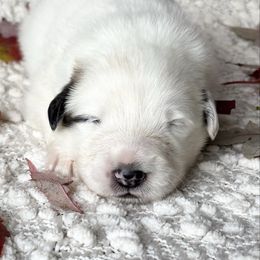 Nevaeh - White and badger female Great Pyrenees puppy in Tioga, Pennsylvania from Davis Pyrs of the Northern Tier