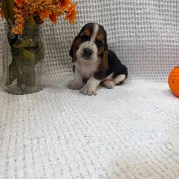 Elvis - Black brown and white male Basset Hound puppy in Osage Beach, Missouri from The Basset Boutique