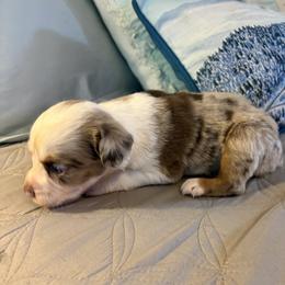 Mistletoe - Red merle female Miniature Australian Shepherd puppy in Port Saint Lucie, Florida from Charlene Brannon's Mini Australian Shepherds