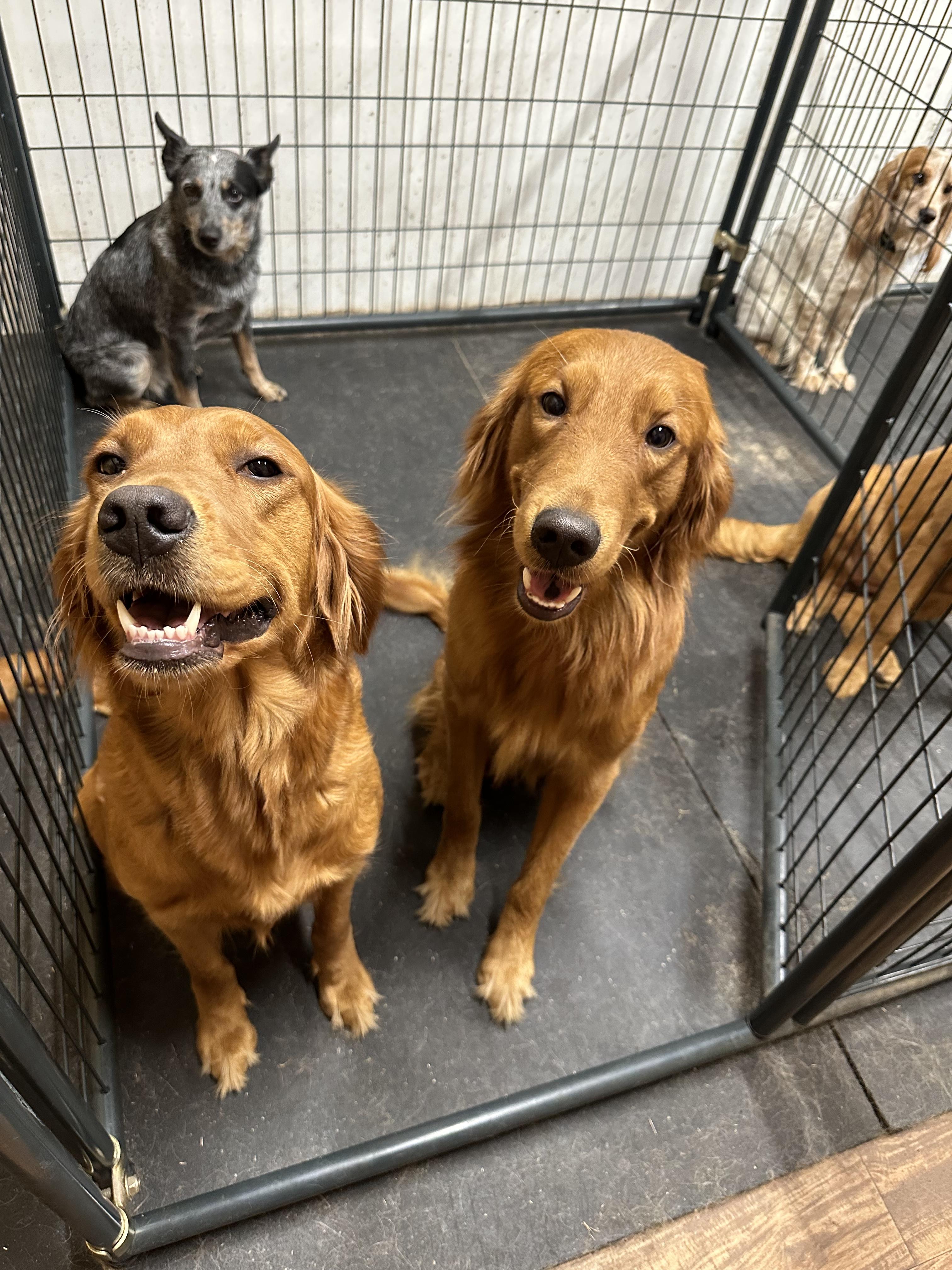 Sellers Kennels in Golden Retriever puppies Good Dog