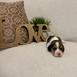 Girl 2 - White black and tan female Beagle puppy in Newman, California from Valley Beagles