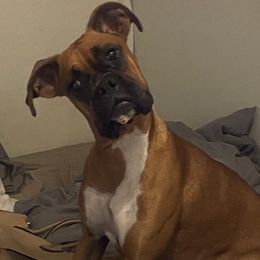 Yes - Boxer