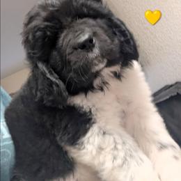 Newfoundland Landseer Female Yellow Collar - White and black female Newfoundland puppy in Burfordville, Missouri from Umfleet Farms