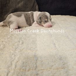 Boy 1 - Dapple male Dachshund puppy in Winchester, Idaho from Mission Creek Dachshunds