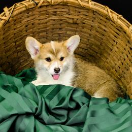 Pembroke Welsh Corgi Puppies from Cattal Corgis
