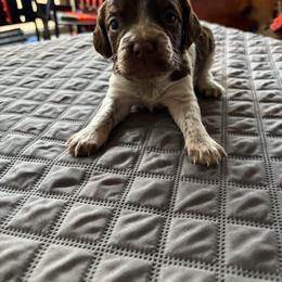 Girl 1 - Liver roan female Brittany puppy in Adairsville, Georgia from Rocking L Farms