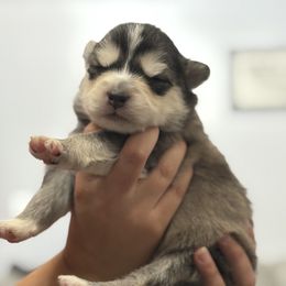 Pomsky Puppies from Florespomskies