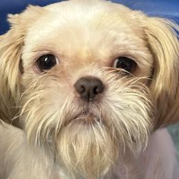 Cookie - Shih Tzu