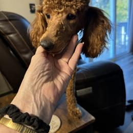 Kash - Poodle