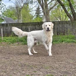 Relay - Golden Retriever
