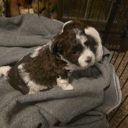 Sadie - Chocolate female Havanese puppy in Columbus, Ohio from Havanese Puppies Columbus