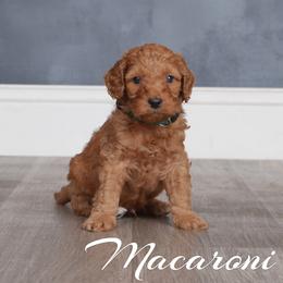 Macaroni (Green Collar) - Red  male Goldendoodle puppy in Guthrie, Oklahoma from Edmond Doodles, LLC