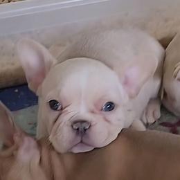 Platinum Female - female French Bulldog puppy in Corona, California from Whimsical Farms Labrador Retrievers