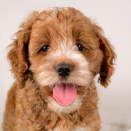 Cypher - Red and white male Cockapoo puppy in Pledger, Texas from Sugarbear Cockapoos
